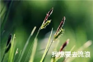 我想要去流浪