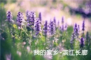 我的家乡-滨江长廊