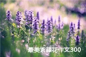 最美紫藤花作文300字 -我的个人资料