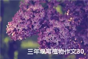 三年级写植物作文300字绿萝