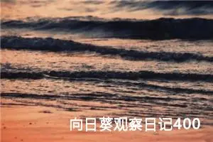 向日葵观察日记400字四年级（精选10篇）