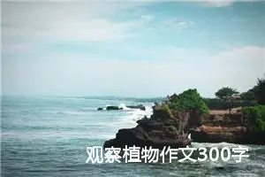 观察植物作文300字三年级绿萝（精选10篇）