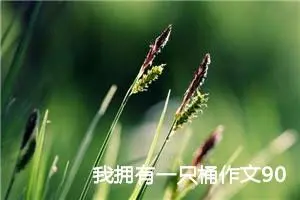 我拥有一只桶作文900字