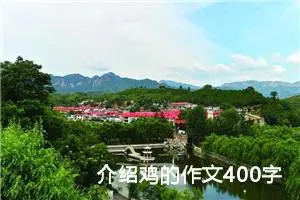 介绍鸡的作文400字