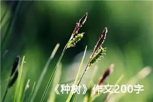 《种树》作文200字