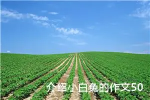 介绍小白兔的作文500字