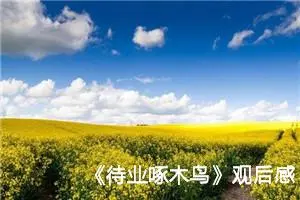 《待业啄木鸟》观后感600字