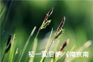 初一观后感:《南京南京》观后感六