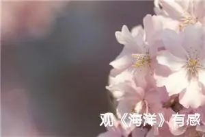 观《海洋》有感