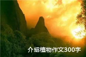 介绍植物作文300字左右三年级（精选10篇）