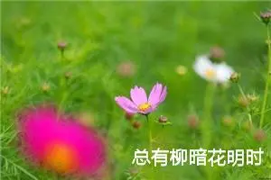 总有柳暗花明时