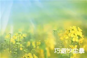 巧避沙尘暴