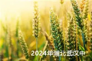 2024年湖北武汉中考作文题目已公布