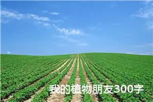 我的植物朋友300字作文小学三年级下册（精选14篇）