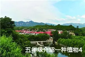 五年级介绍一种植物400字作文（精选20篇）