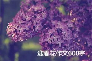 迎春花作文600字