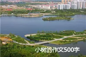 小树的作文500字